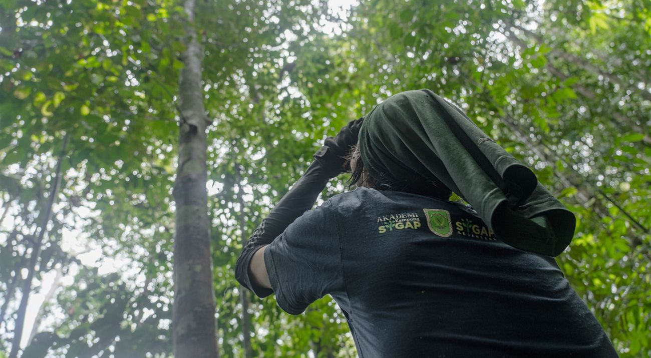 proses penelitian sarang orang utan
