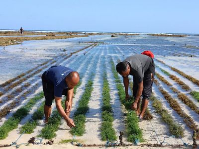 Seaweed cultivation