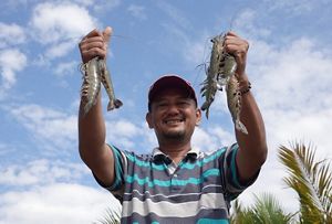 Hasil panen udang windu secure