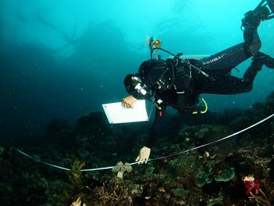 Kegiatan pemantauan kesehatan karang di Raja Ampat