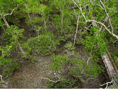 Kawasan hutan mangrove di Kampung Teluk Semanting, Kecamatan Pulau Derawan, Kabupaten Berau.
