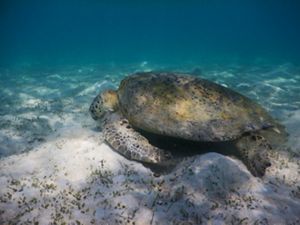 penyu hijau di perairan Berau