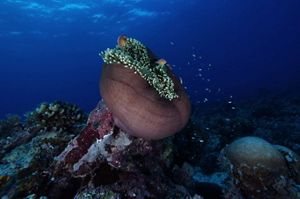 Bawah laut perairan Teon, Nila & Serua
