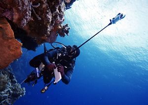 Coral monitoring at TNS, Maluku