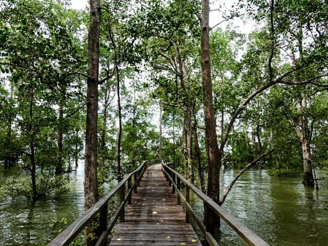 Ekowisata mangrove Kampung Teluk Semanting.