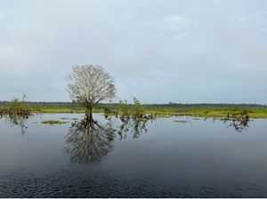 Area Gambut Muara Siran