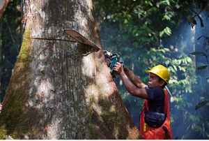 sustainable logging (RIL-C)