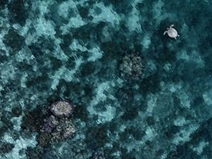 penyu hijau di perairan maratua