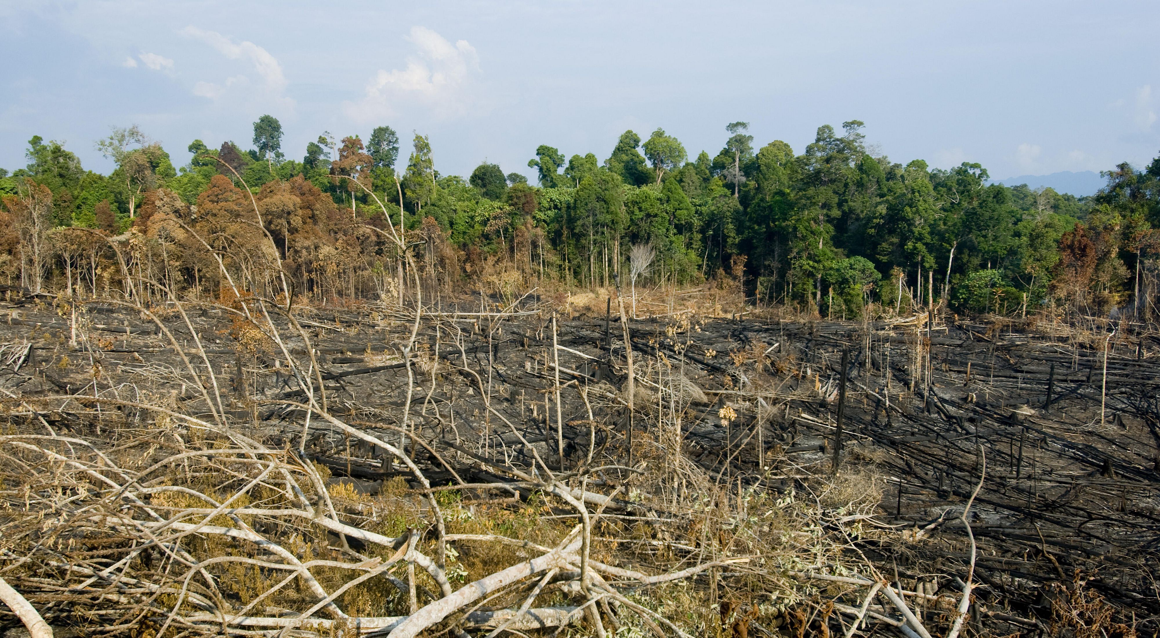 Tropical forest areas that have been deforested through a process of slash and burn to open areas for agriculture and subsitance farming in the Kalimantan region of Borneo, Indonesia.