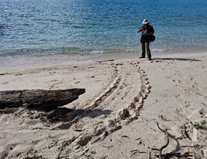 Jejak penyu di pantai berau