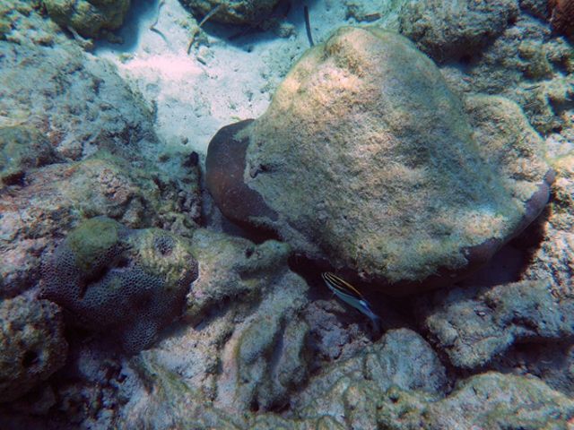 karang masif terbalik