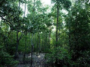 kawasan mangrove  Teluk Semanting