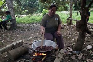 Kelompok ICS sedang mengolah kakao