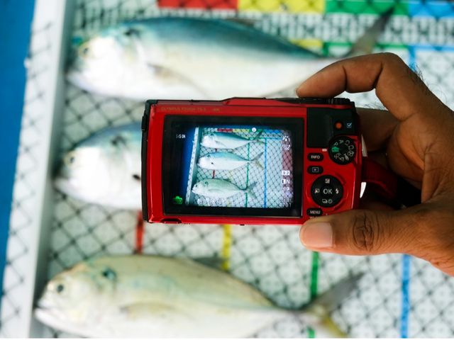 Program Crew Operating Data Recording System (CODRS) secara aktif melibatkan nelayan dalam melakukan pendataan perikanan. Nelayan dilatih untuk mengambil foto seluruh hasil tangkapan ikan di atas papan ukur. Data yang diperoleh digunakan untuk mendukung kebijakan pengelolaan perikanan yang berkelanjutan.