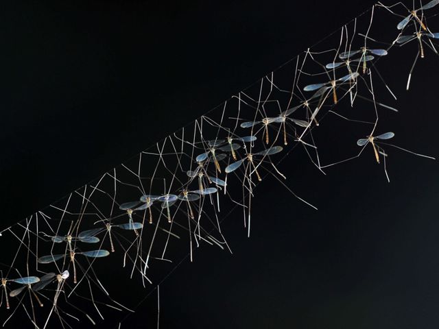 Foto pemenang utama dimenangkan oleh Ridha Anshari yang mengabadikan kumpulan crane fly yang bergantungan di sarangnya.