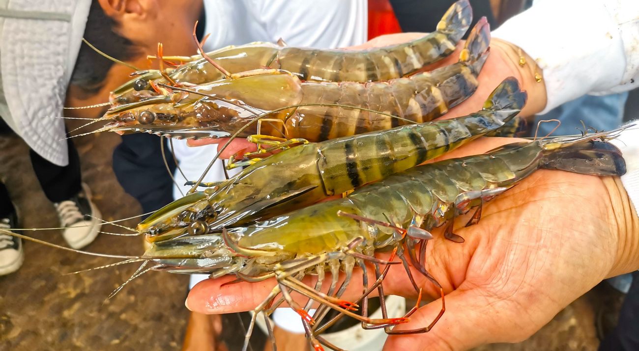 Tiger Prawn
