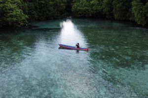 hamparan hutan mangrove