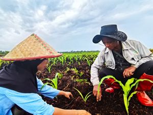 Masyarakat mempawah bertani dengan metode tani berkelanjutan