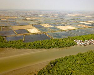 Desa Sungai Lumpur, desa terpadat di sepanjang pesisir Kab. OKI. Permukiman penduduk di desa ini dikelilingi oleh hutan mangrove, tambak, dan muara sungai.