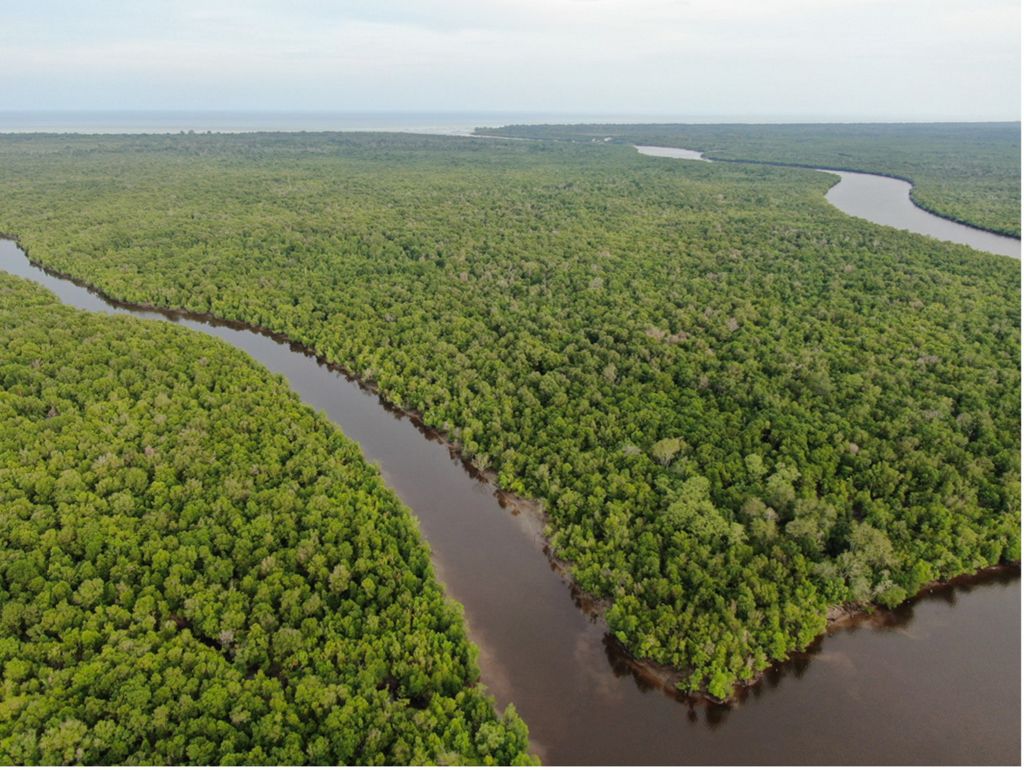 Aerial view of mangroves with river cutting through. 