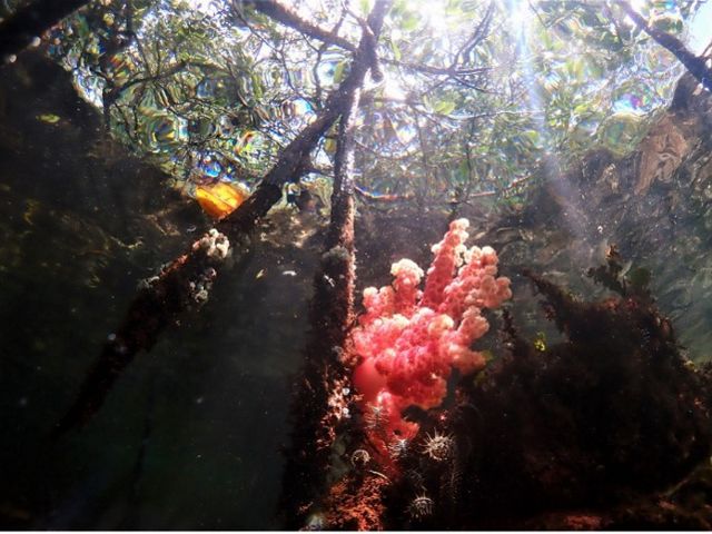 Terumbu Karang di salah satu jenis mangrove dari genus Rhizophora yang umum ditemukan di Misool bagian utara, Kabupaten Raja Ampat.