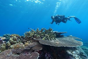 Monitoring terumbu karang TNS