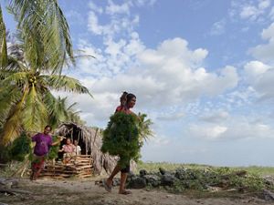Pembudidaya rumput laut