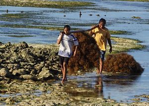 Pembudidaya rumput laut di desa lederaga