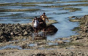 Pembudidaya rumput laut