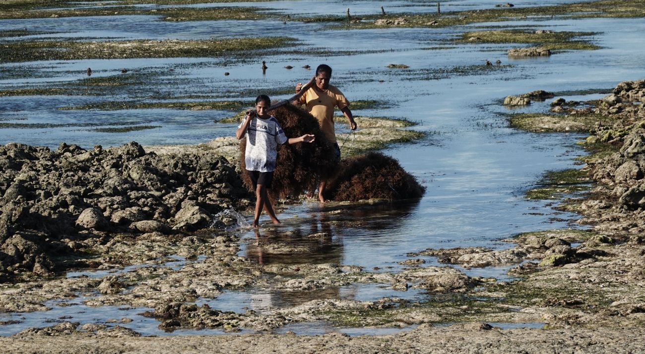 Pembudidaya rumput laut