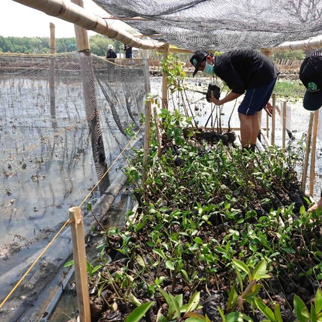 Beberapa dari tim Mera sedang myeleksi mangrove yang akan ditanam.