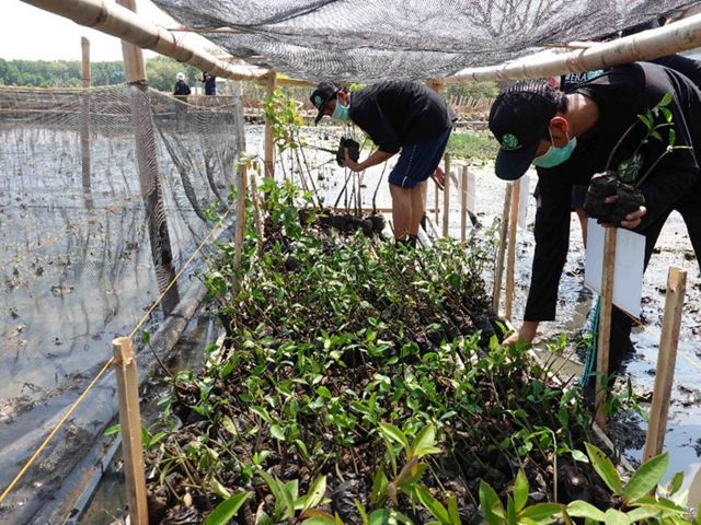 Beberapa dari tim Mera sedang myeleksi mangrove yang akan ditanam.