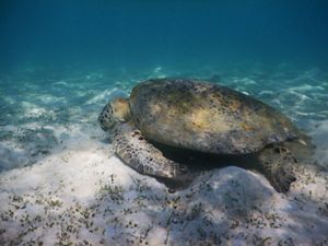 Penyu hijau di perairan Berau
