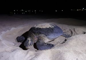 penyu hijau di Derawan