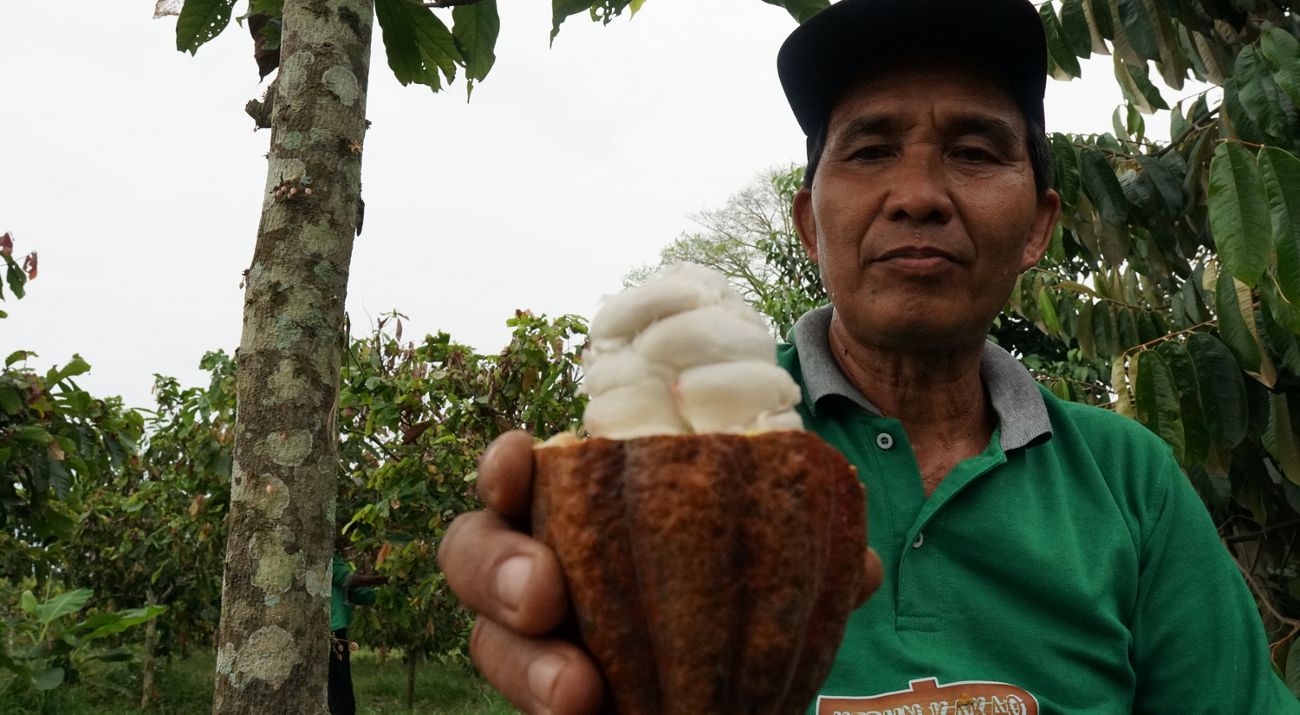 Petani kakao Merasa