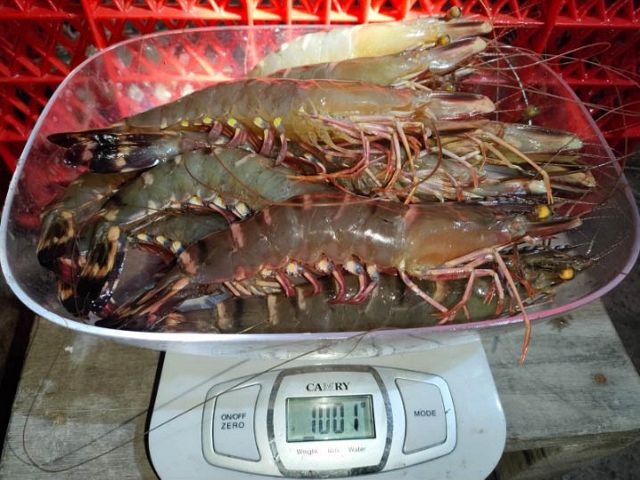 Tiger shrimp harvest from SECURE ponds in Pegat Batumbuk Village, Derawan Island District, Berau Regency, East Kalimantan Province