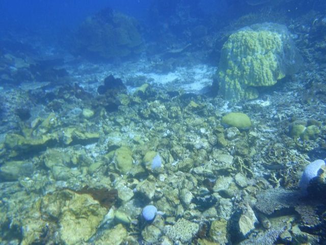 Terumbu karang yang rusak