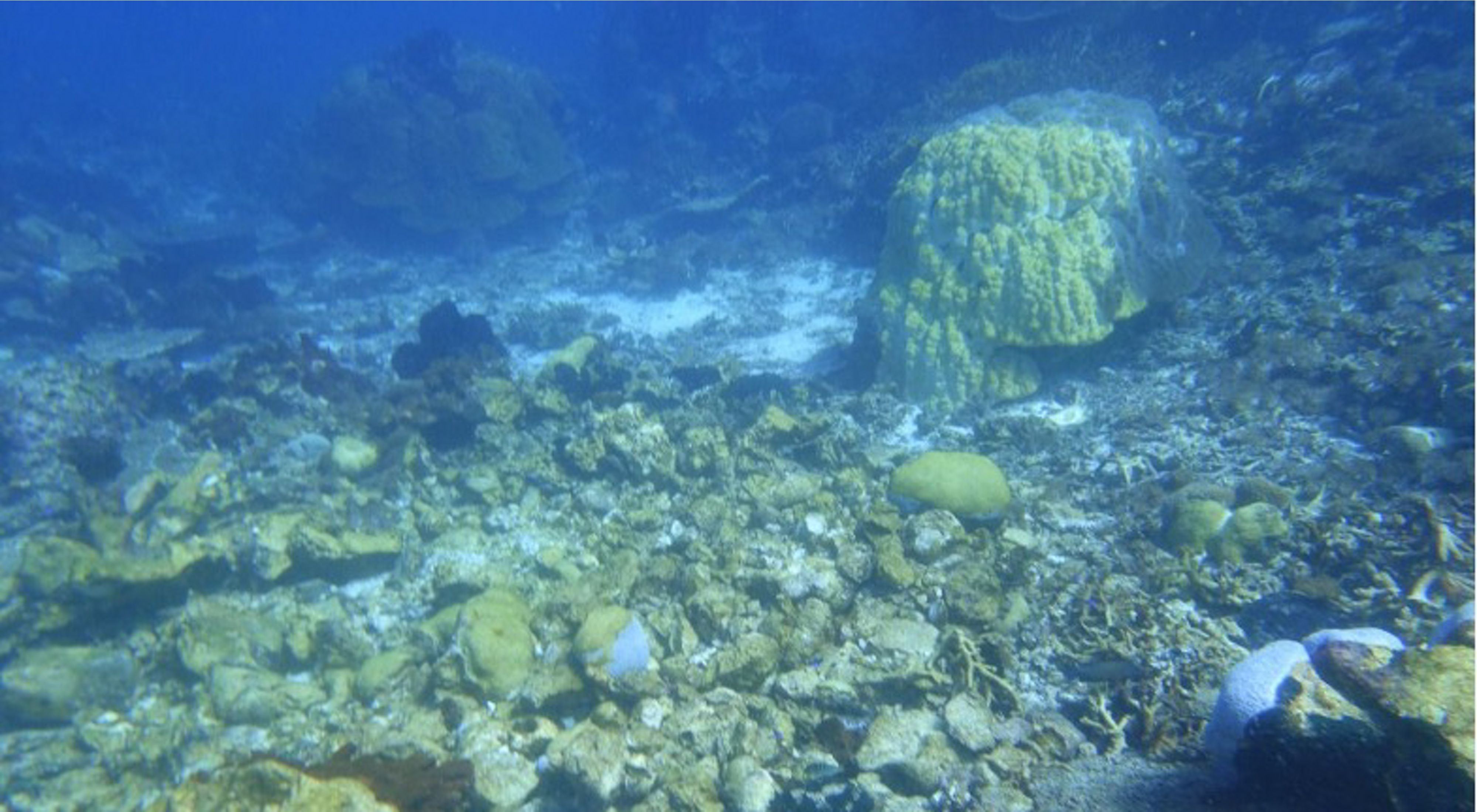 Terumbu karang yang rusak