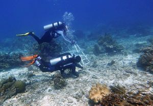 Monitoring terumbu karang 