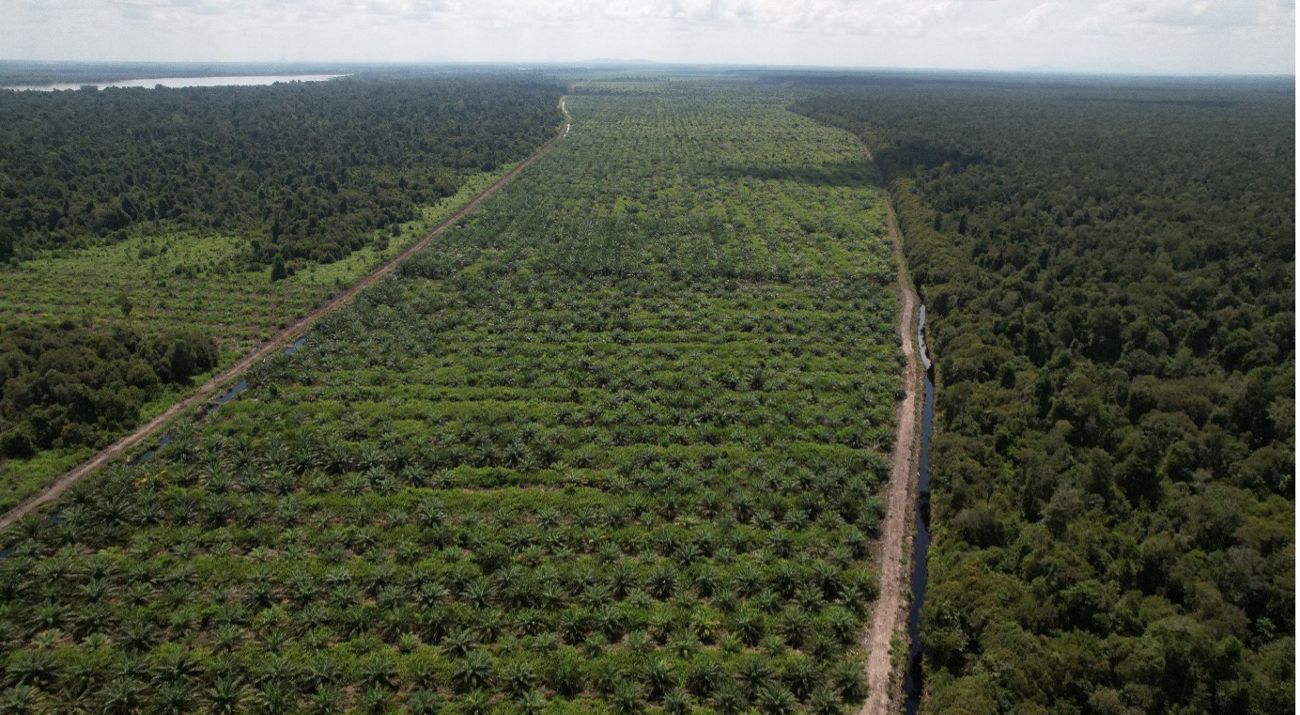 Oil Palm Plantations