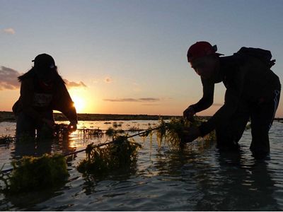 Kebun bibit rumput laut di Desa Oelolot, Kab. Rote Ndao, Nusa Tenggara Timur.