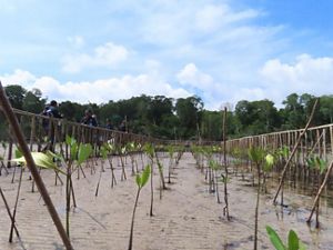 Restorasi mangrove 