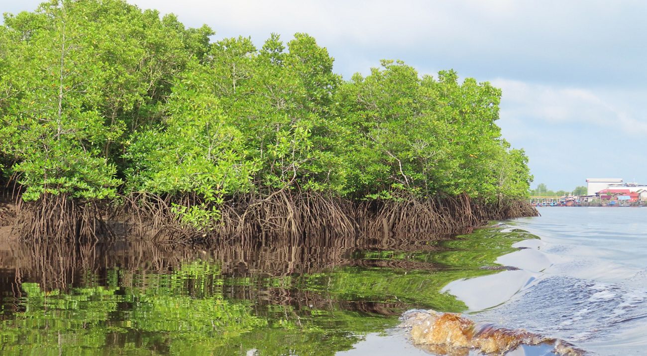 Patroli mangrove bengkalis