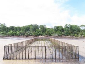Restorasi mangrove di Desa Teluk Pambang