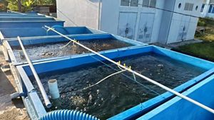 Kolam pembenih udang