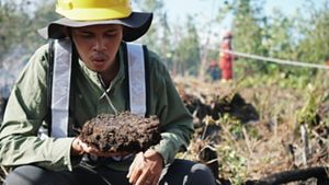 Lahan Gambut yang masih lembab, tidak mudah terbakar 
