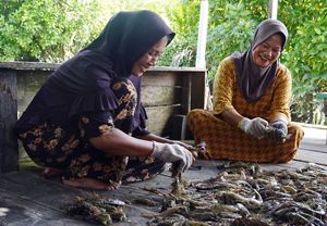 Proses pemisahan kepala udang