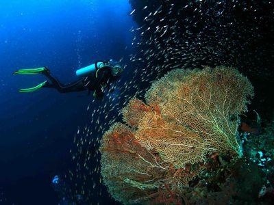 Wisatawan sedang menyelam melihat keindahan bawah laut di Misool, Raja Ampat