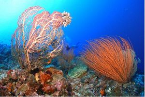 Underwater view of plants and coral reef in deep blue water.