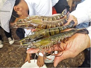 Tiger prawn Berau